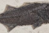 Stunning Fish Fossil (Mioplosus) - Large For Species #240212-2